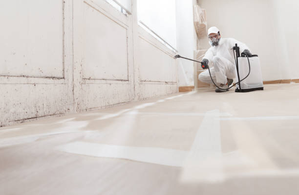 24/7 Emergency Attic Mold Remediation experts in Clearwater, FL